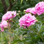 Bouquet de Pivoines, par Le Garden, fleuriste à Avignon