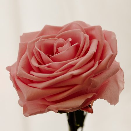 Rose éternelle Rose éternelle, par Votre Studio Floral, fleuriste à Bruxelles
