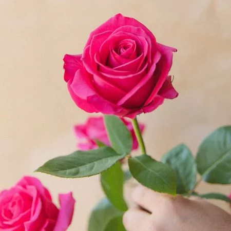 Roses Rouges à la Tige, par Fleurs de Sel, fleuriste à La Bruyère