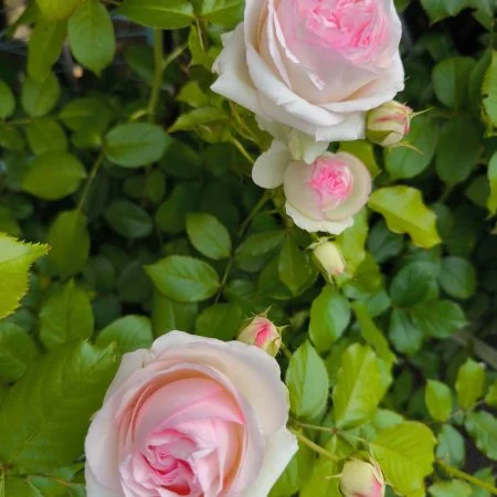 Rosier arbustif à fleurs Parfumées Rosier arbustif à fleurs Parfumées, par L'ART Ô ZOIR, fleuriste à Tours