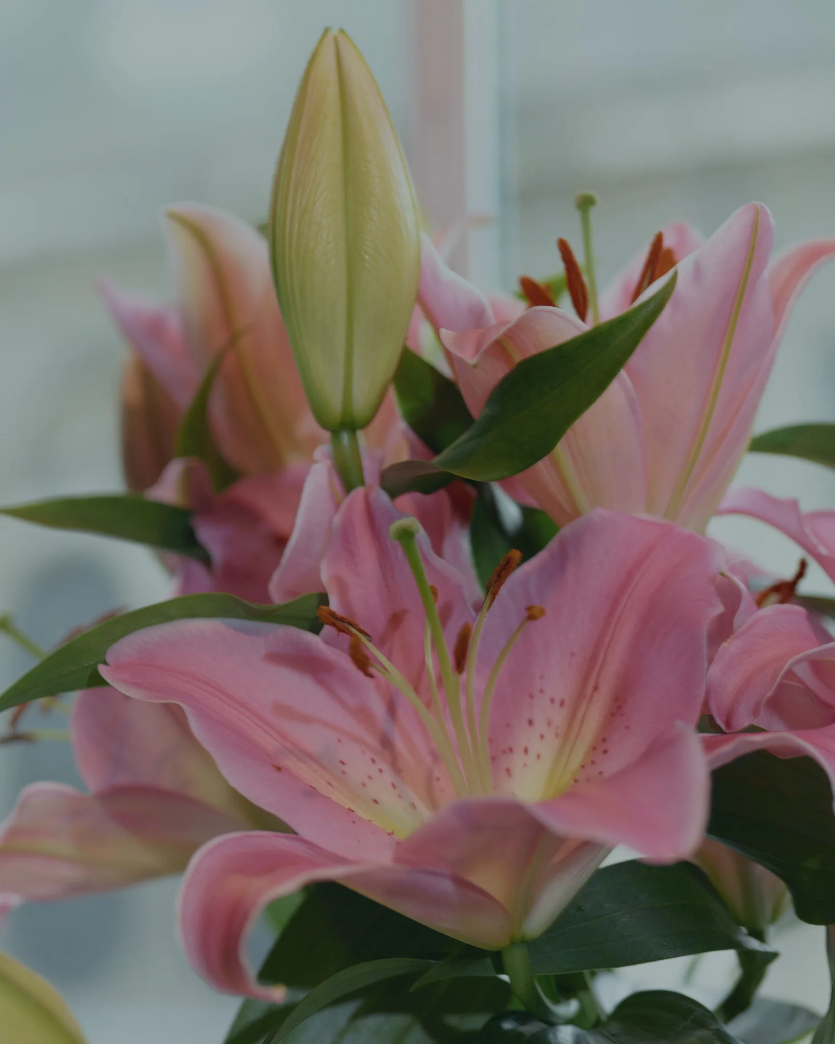Les plus beaux bouquets de Lys livrés par votre artisan fleuriste
