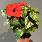 Hibiscus – Hibiscus rosa-sinensis, par Les fleurs de Célony, fleuriste à Aix-en-Provence