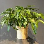 Philodendron Xanadu – Thaumatophyllum xanadu, par Les fleurs de Célony, fleuriste à Aix-en-Provence