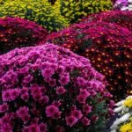chrysantheme petites fleurs, par Art Végétal, fleuriste à Corbas