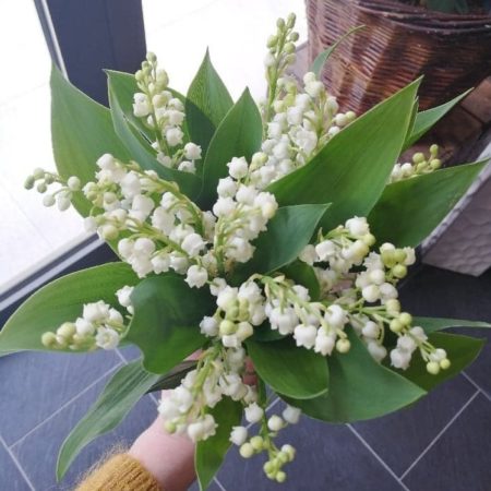 votre artisan fleuriste vous propose le bouquet : Brassée de Muguet (saison fin avril-début mai)