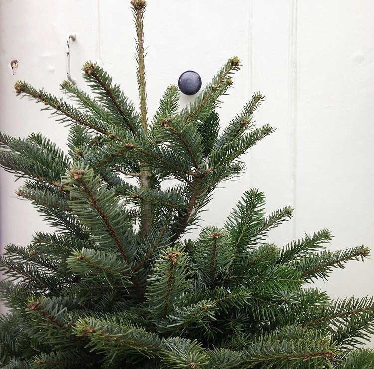 « Rudolf » le sapin du Morvan
