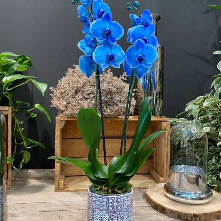 votre artisan fleuriste vous propose le bouquet : Orchidée Bleu