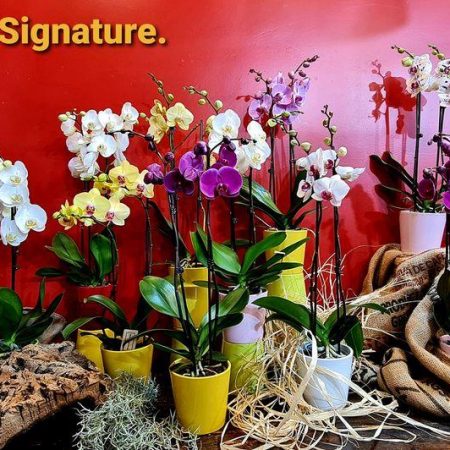votre artisan fleuriste vous propose le bouquet : Orchidée en pot
