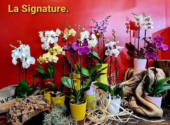 Orchidée en pot, par La Signature Flowers, fleuriste à Anderlecht