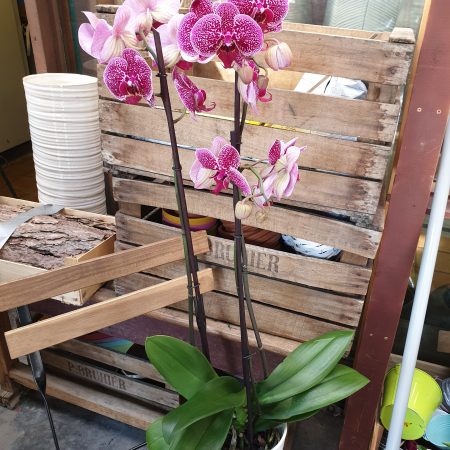 votre artisan fleuriste vous propose le bouquet : Orchidée 2 tiges avec cache-pot