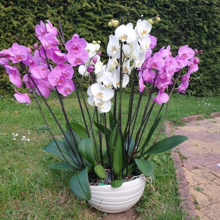 votre artisan fleuriste vous propose le bouquet : Grande Composition Phalaenopsis