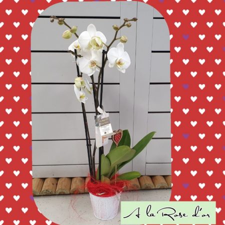 Orchidée et cache pot, par A La Rose d'Or, fleuriste à Narbonne