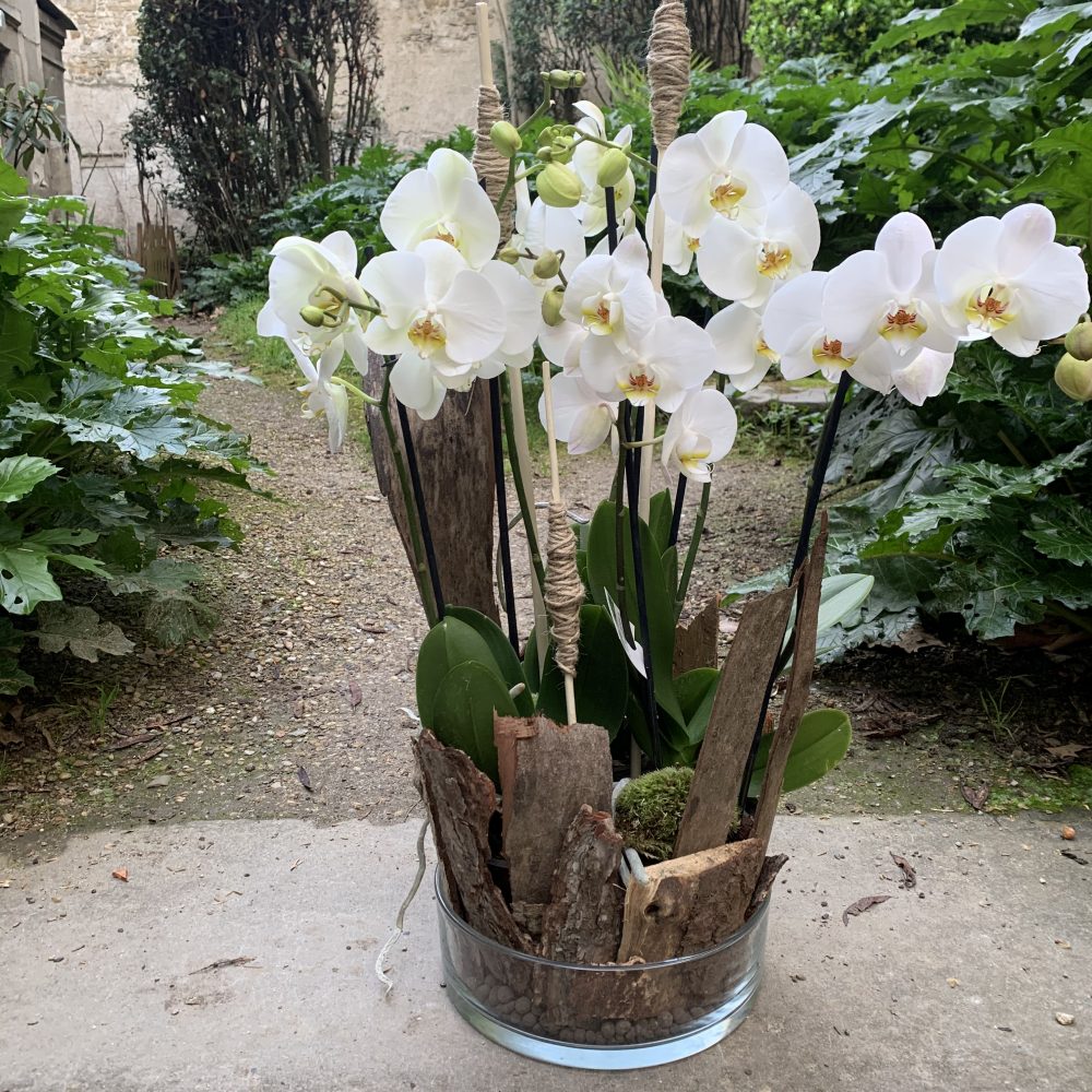 Orchidée, par Estel Fleurs, fleuriste à Carcassonne