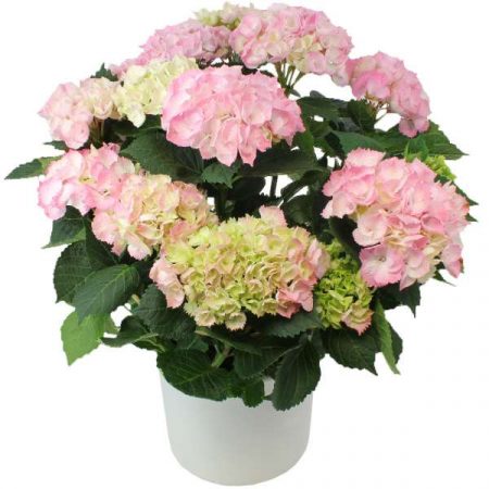 votre artisan fleuriste vous propose le bouquet : Hortensia Rose
