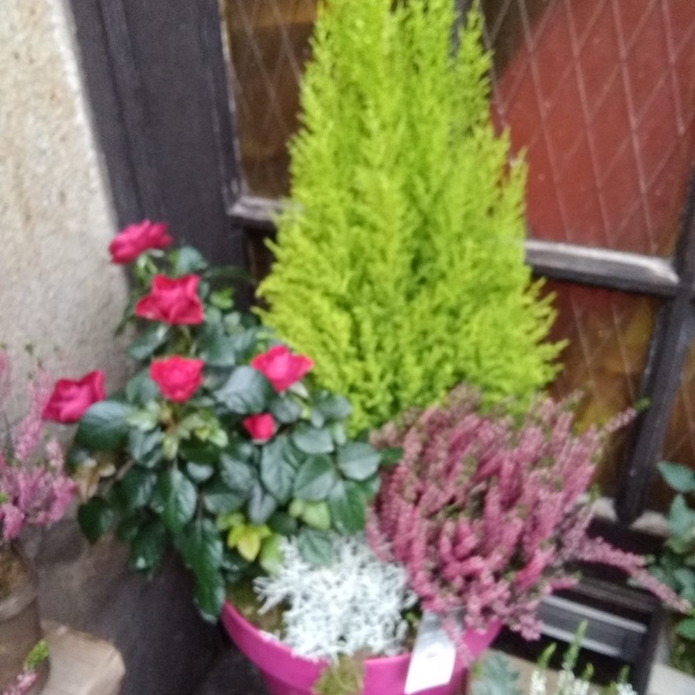 Coupe de Plantes, par Art Floral Le Puy en Velay, fleuriste à Le Puy-en-Velay