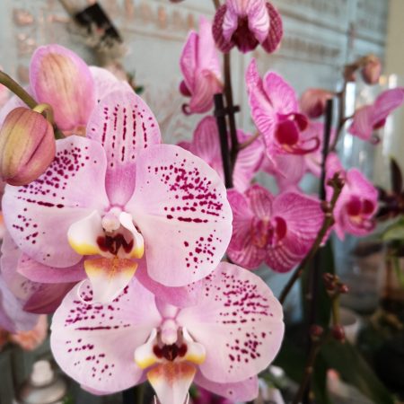 votre artisan fleuriste vous propose le bouquet : Orchidée Papillon