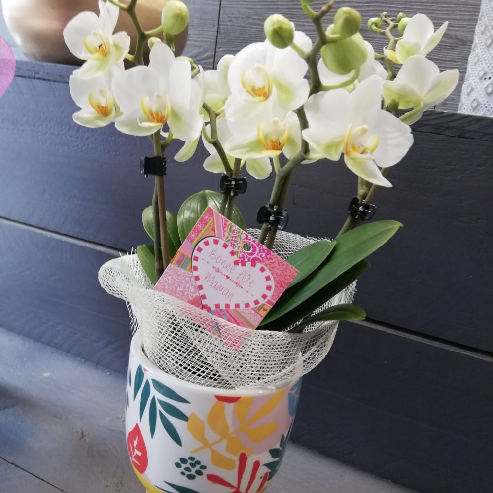 Orchidée, par Le trèfle à quatre fleurs, fleuriste à Gondecourt