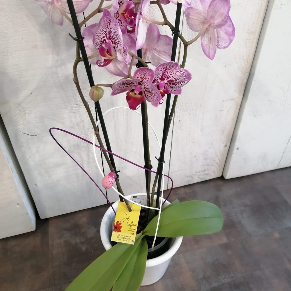 Orchidée Phalaenopsis 2 Tiges, par Jo lafleur, fleuriste à Besançon