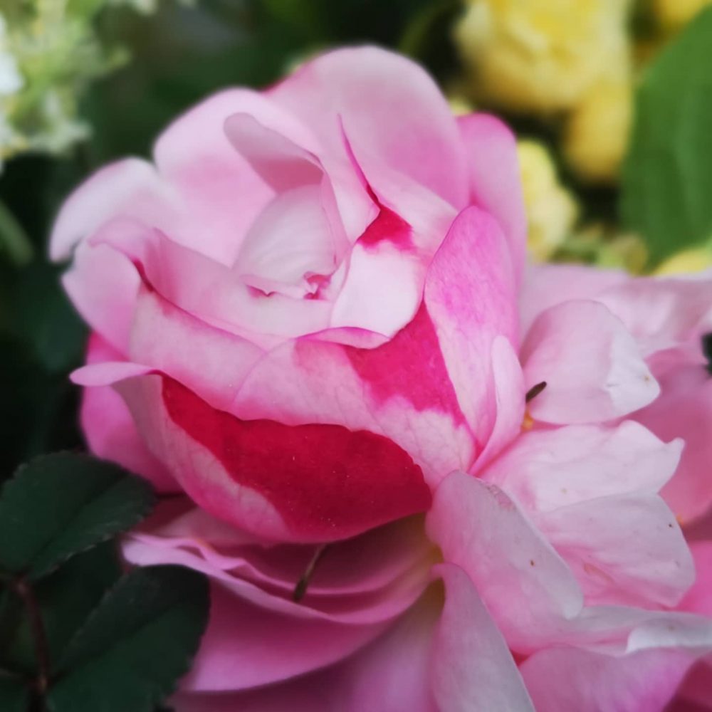 Rosie - bouquet de printemps