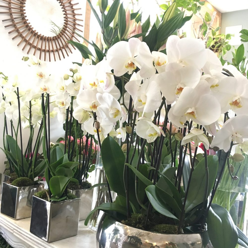 Orchidées | Livraison à Antibes | Magnolia Fleuriste