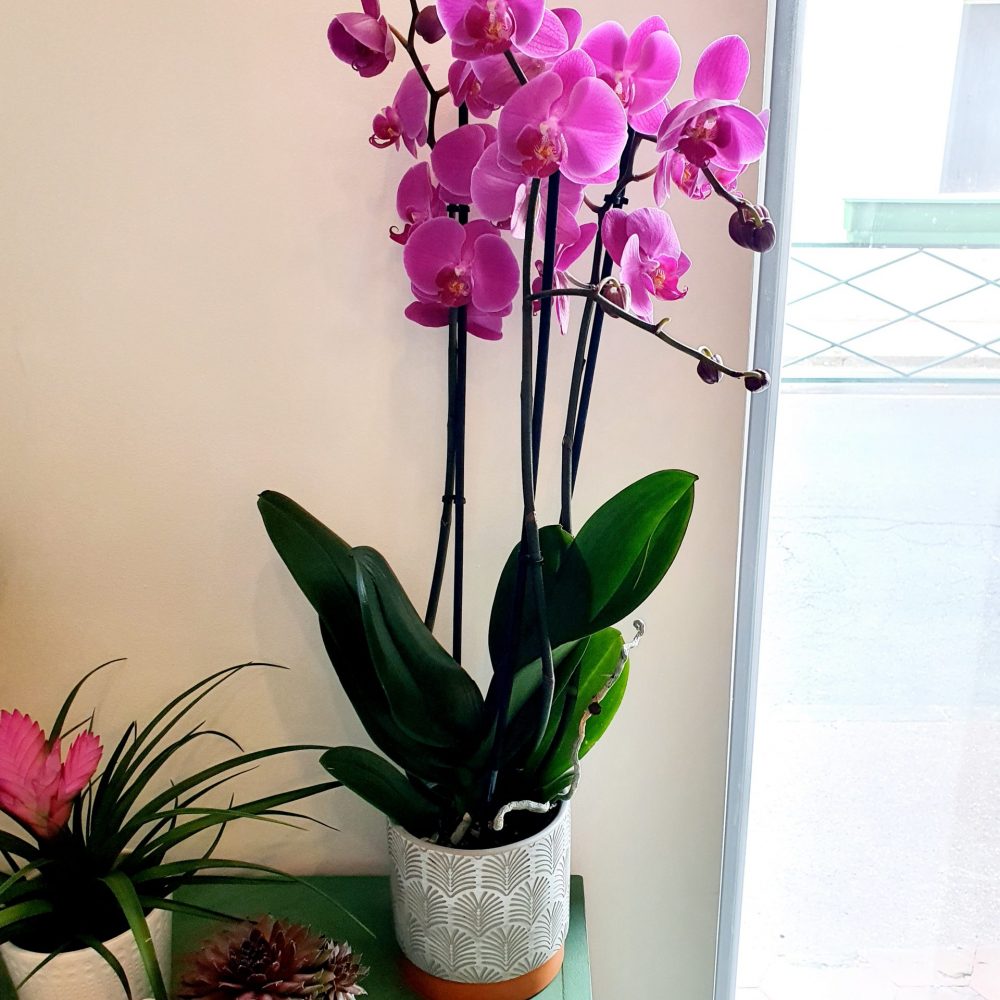 Orchidée Phalaenopsis et pot déco