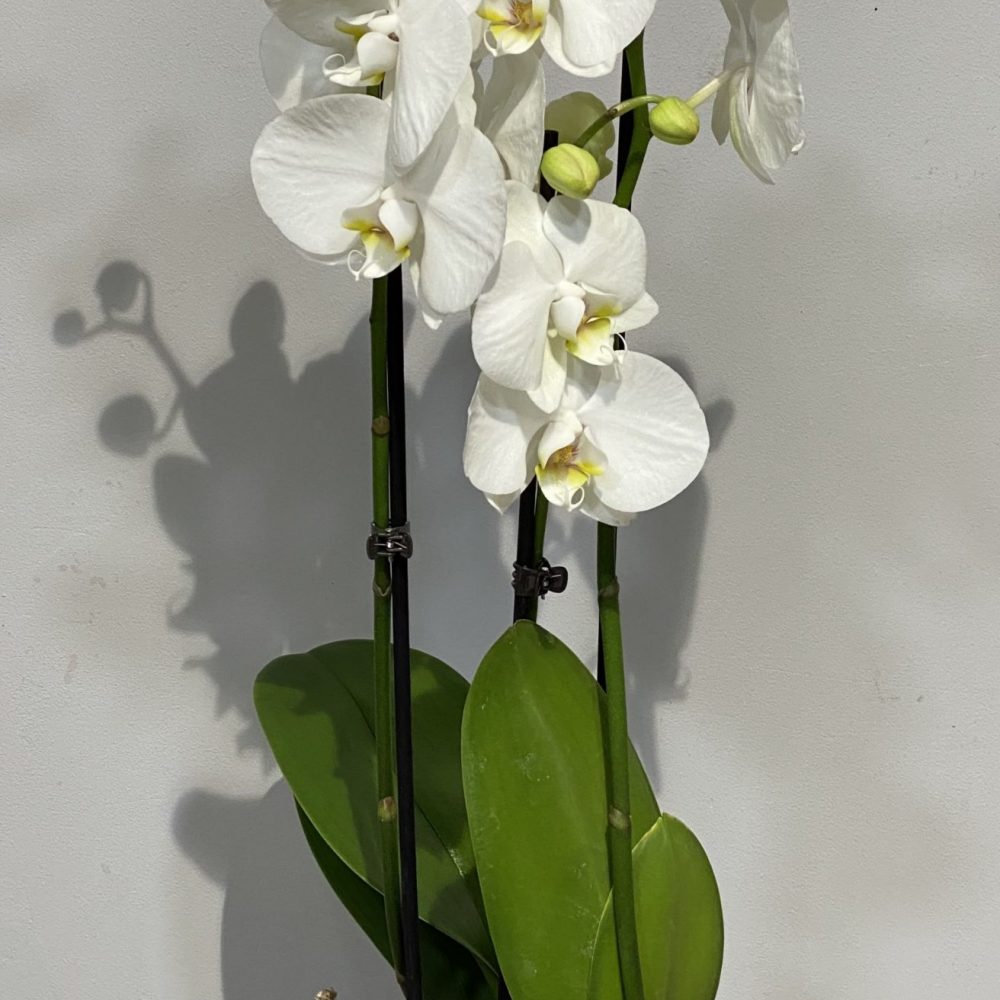 Orchidée Blanche Et Son Cache Pot