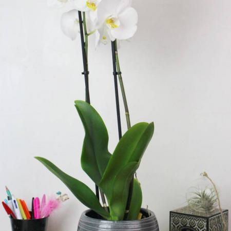 votre artisan fleuriste vous propose le bouquet : Orchidée