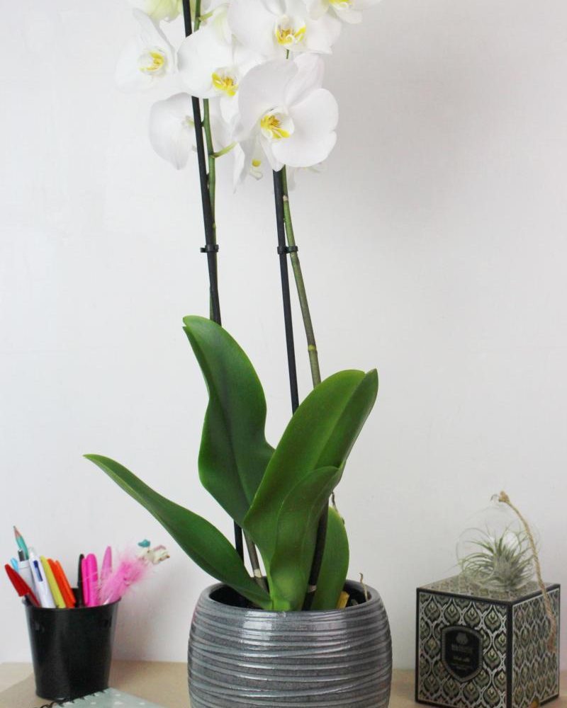Orchidée, par Au langage des fleurs, fleuriste à La Roche-sur-Foron