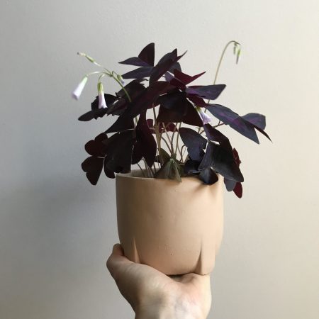 votre artisan fleuriste vous propose le bouquet : Plante Papillon + cache-pot