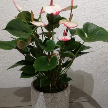 votre artisan fleuriste vous propose le bouquet : Anthurium
