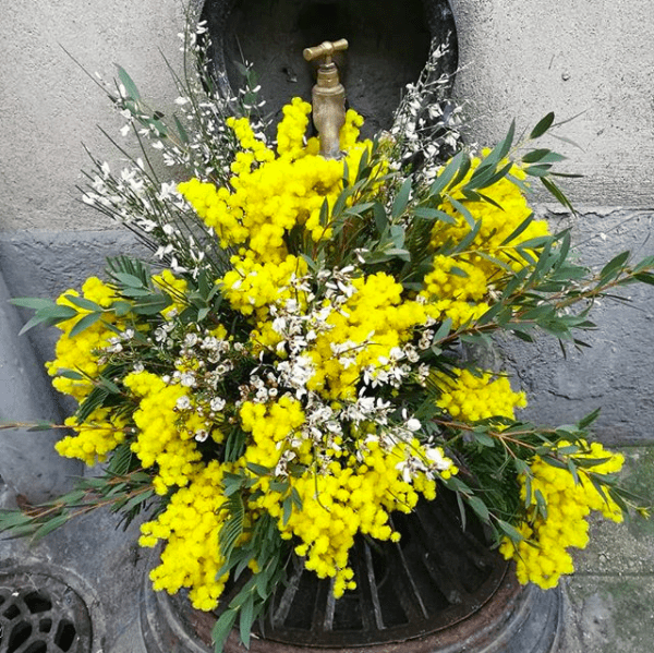 Bouquet Mimosa | Livraison à Paris | Les Bouquets D'Asters