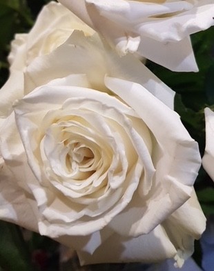 votre artisan fleuriste vous propose le bouquet : Bouquet De Roses Blanches