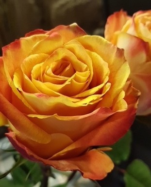 Bouquet De Roses Orange