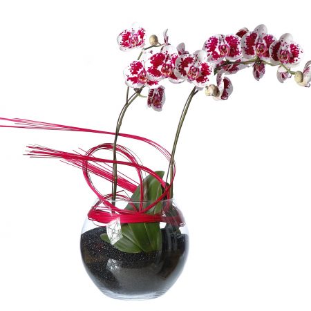 votre artisan fleuriste vous propose le bouquet : Composition Orchidée