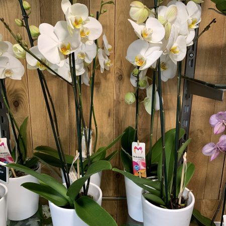 votre artisan fleuriste vous propose le bouquet : Orchidée 2 Branches