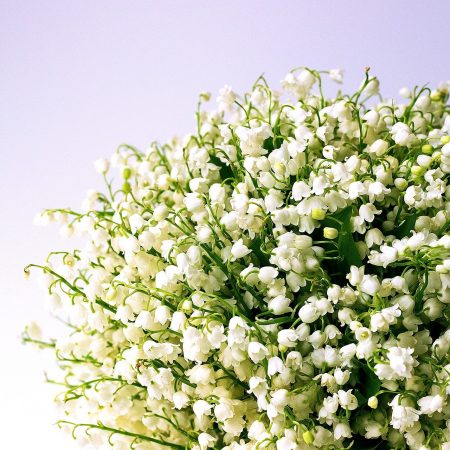 votre artisan fleuriste vous propose le bouquet : Brins de Muguet Qualité Extra
