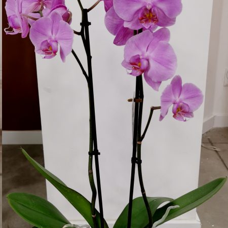 votre artisan fleuriste vous propose le bouquet : Orchidée Double Branches