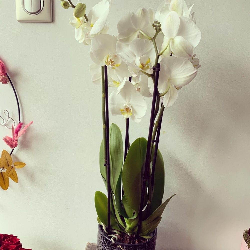 Orchidée, par Lily & Bloom, fleuriste à Enghien-les-Bains