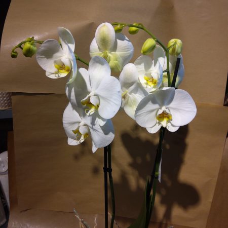 votre artisan fleuriste vous propose le bouquet : Orchidee
