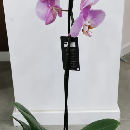 votre artisan fleuriste vous propose le bouquet : Orchidée Simple Branche