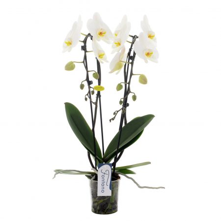 votre artisan fleuriste vous propose le bouquet : Phalaenopsis Cascade Double