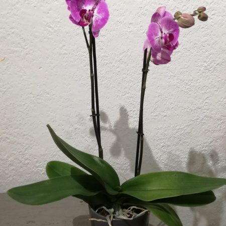 votre artisan fleuriste vous propose le bouquet : Phalaenopsis