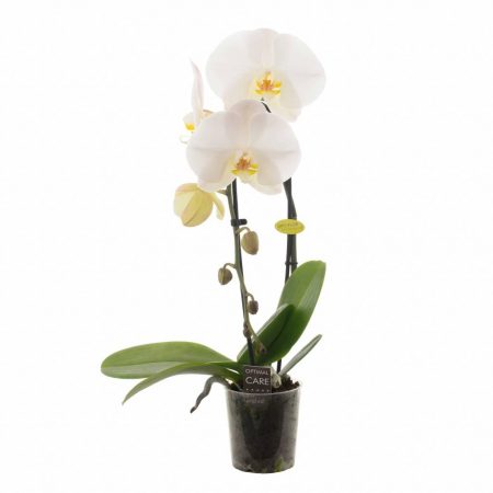 votre artisan fleuriste vous propose le bouquet : Phalaenopsis Cascade