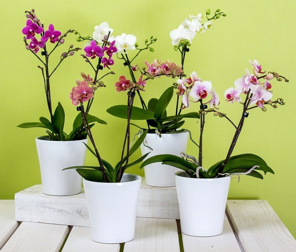 Phalaenopsis 2 tiges, par Chatou Fleurs, fleuriste à Chatou