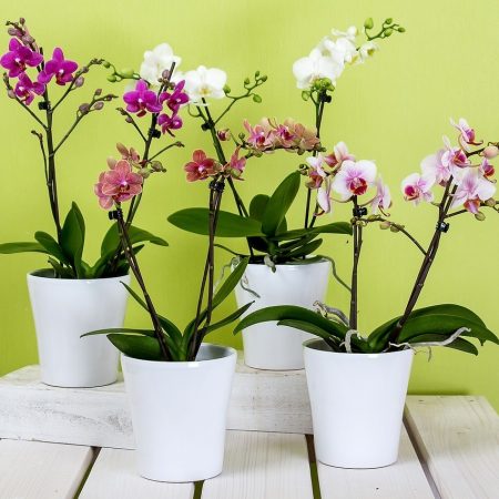 votre artisan fleuriste vous propose le bouquet : Phalaenopsis 2 tiges