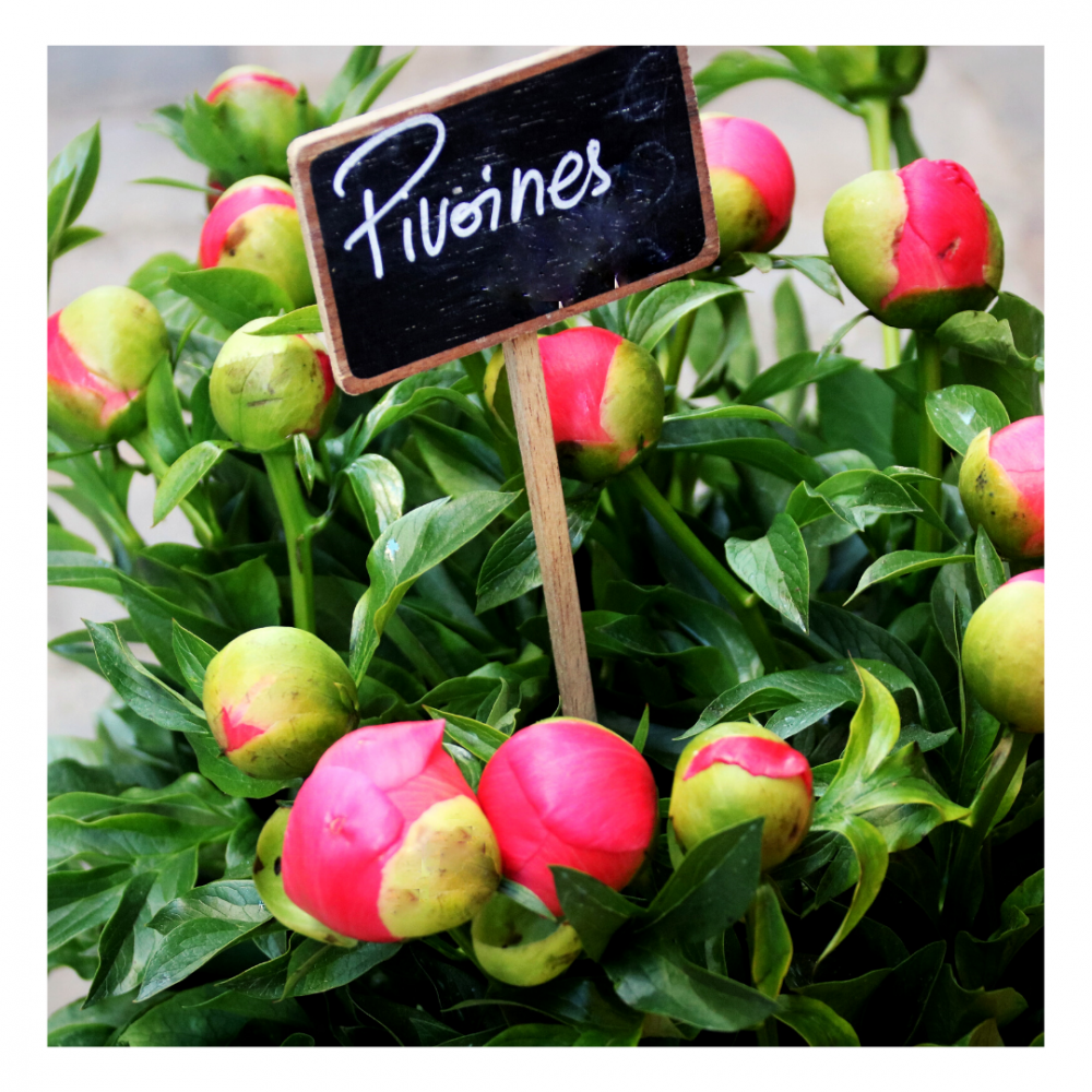 Le bouquet de pivoines (en saison), par La Boutique de Marie, fleuriste à Pézenas