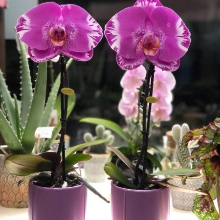 votre artisan fleuriste vous propose le bouquet : Orchidée Singolo