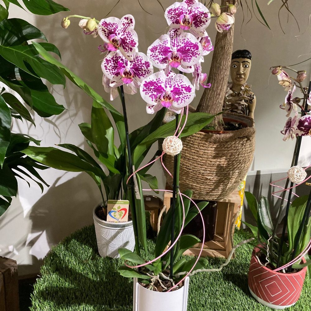 L'Orchidée + Cache Pot, Livraison à Saint-Martin-des-Champs