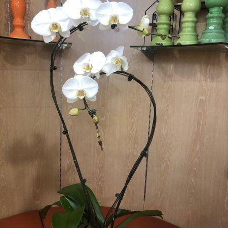 votre artisan fleuriste vous propose le bouquet : Orchidée Prestige