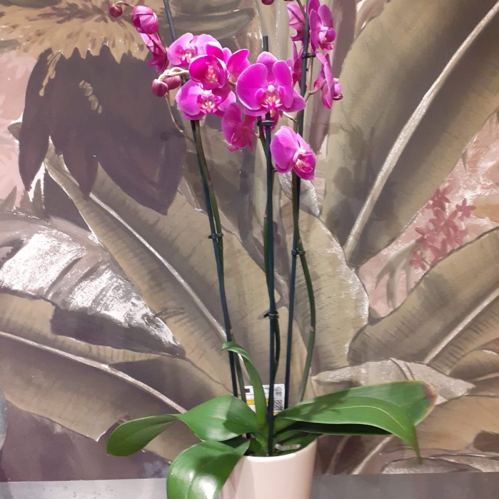 Orchidée, par Maison Philippe Bizet, fleuriste à Saint-Genis-Laval